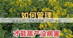 油菜亩产，怎样才能种出高产油菜