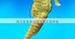 海马是鱼类吗海马其实是种鱼