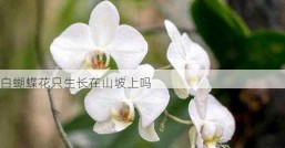 白蝴蝶花只生长在山坡上吗