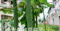 丝瓜种植怎样才能让它结出又大又直的瓜