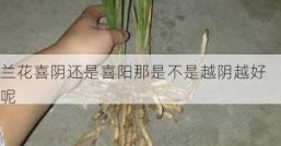 兰花喜阴还是喜阳那是不是越阴越好呢