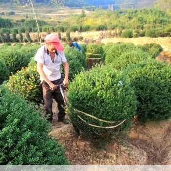 冬青小苗种植基地长景园林值得信赖吗第2张-蔬菜基地绿色种植产业带