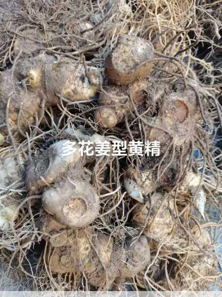 多花黄精种植基地如何才能吸引更多种植户加入第1张-蔬菜基地绿色种植产业带