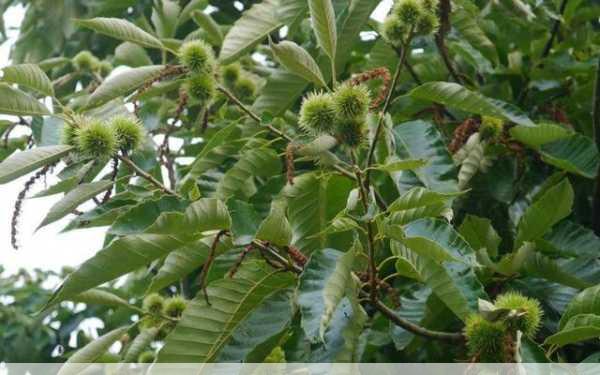 板栗树种植技术与管理先来了解一下科学的种植管理方法吧第1张-蔬菜基地绿色种植产业带