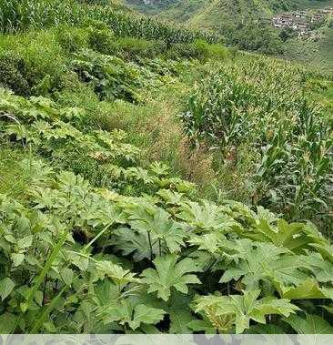 大通草种植基地在哪里现在是种植旺季吗第2张-蔬菜基地绿色种植产业带