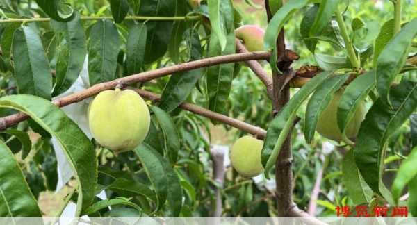 富硒种植基地在哪里哪些地方适合种富硒农产品第1张-蔬菜基地绿色种植产业带