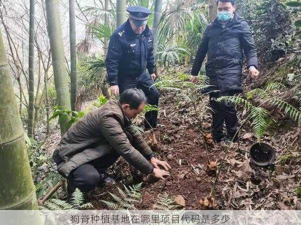 狗脊种植基地在哪里项目代码是多少第1张-蔬菜基地绿色种植产业带