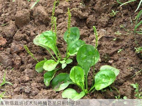 车前草栽培技术与种植还是只割叶子好第2张-蔬菜基地绿色种植产业带