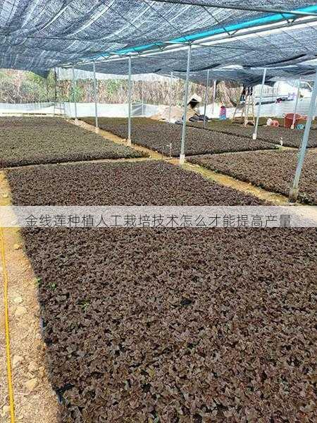 金线莲种植人工栽培技术怎么才能提高产量第1张-蔬菜基地绿色种植产业带