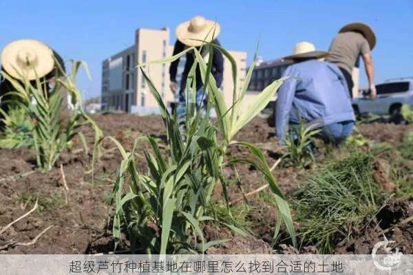 超级芦竹种植基地在哪里怎么找到合适的土地第1张-蔬菜基地绿色种植产业带