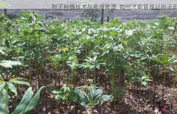 附子种植技术与栽培管理  如何才能管理好附子田第1张-蔬菜基地绿色种植产业带