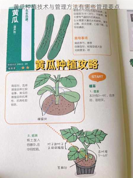 黄瓜种植技术与管理方法有哪些管理要点第1张-蔬菜基地绿色种植产业带