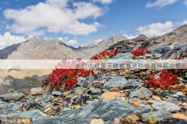 长白山红景天种植基地种植基地都在哪儿第1张-蔬菜基地绿色种植产业带