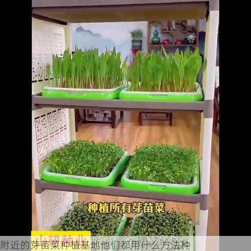 附近的芽苗菜种植基地他们都用什么方法种第1张-蔬菜基地绿色种植产业带