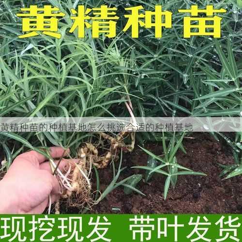 黄精种苗的种植基地怎么挑选合适的种植基地第2张-蔬菜基地绿色种植产业带