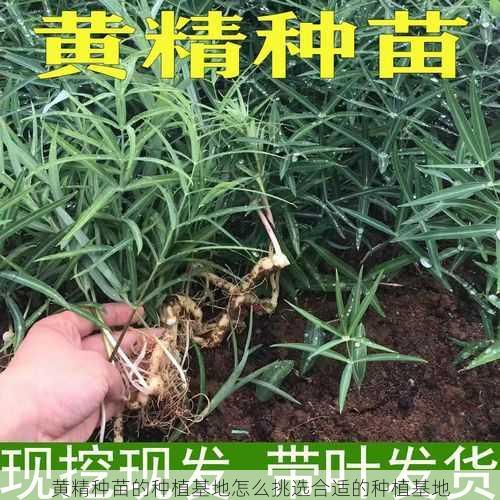 黄精种苗的种植基地怎么挑选合适的种植基地第1张-蔬菜基地绿色种植产业带