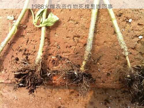 1988火爆农资作物死棵是咋回事第2张-蔬菜基地绿色种植产业带