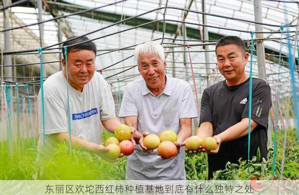 东丽区欢坨西红柿种植基地到底有什么独特之处第1张-蔬菜基地绿色种植产业带