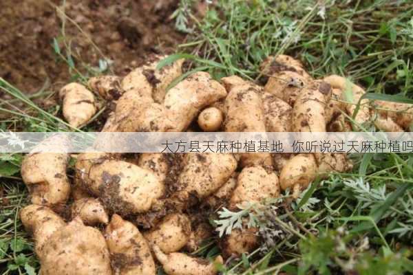 大方县天麻种植基地  你听说过天麻种植吗第2张-蔬菜基地绿色种植产业带