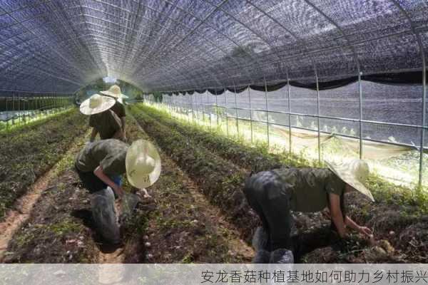 安龙香菇种植基地如何助力乡村振兴第2张-蔬菜基地绿色种植产业带