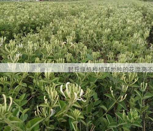 封丘绿植种植基地种的花漂亮不第2张-蔬菜基地绿色种植产业带