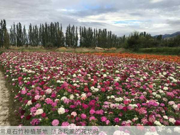 常夏石竹种植基地  适合我家的花坛吗第1张-蔬菜基地绿色种植产业带