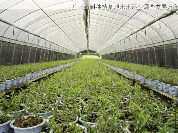 广南石斛种植基地未来还有哪些发展方向第2张-蔬菜基地绿色种植产业带