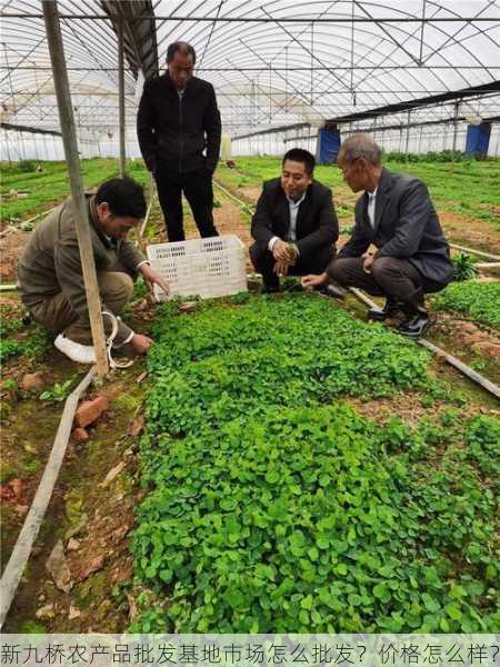 新九桥农产品批发基地市场怎么批发？价格怎么样？第1张-蔬菜基地绿色种植产业带