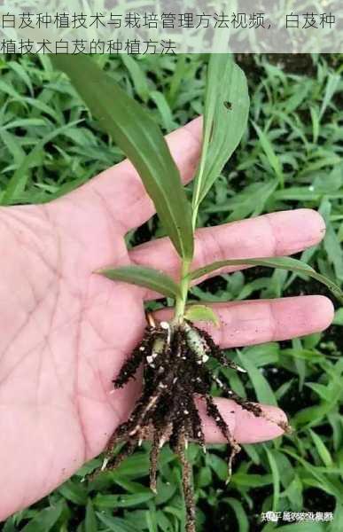 白芨种植技术与栽培管理方法视频，白芨种植技术白芨的种植方法第2张-蔬菜基地绿色种植产业带