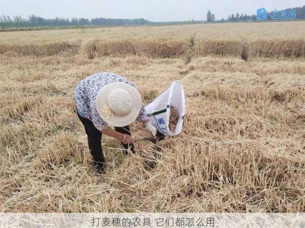 打麦穗的农具 它们都怎么用第2张-蔬菜基地绿色种植产业带