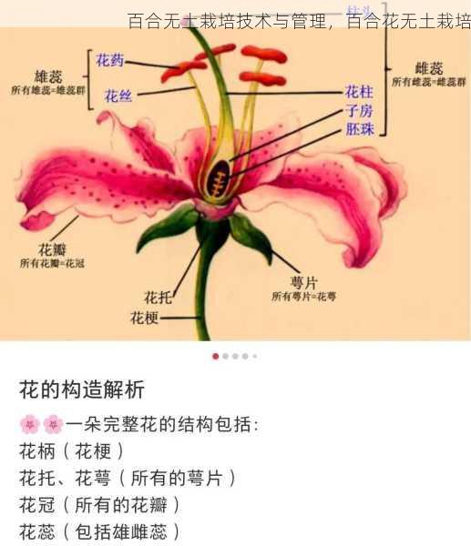 百合无土栽培技术与管理，百合花无土栽培第2张-蔬菜基地绿色种植产业带