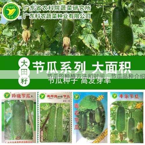 节瓜的种植方法和时间，节瓜品种介绍第2张-蔬菜基地绿色种植产业带