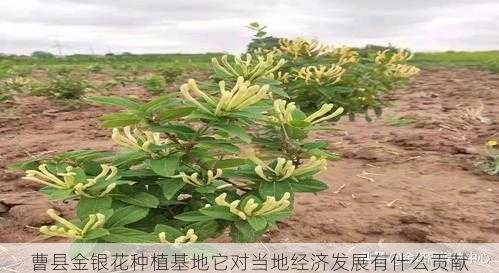 曹县金银花种植基地它对当地经济发展有什么贡献第2张-蔬菜基地绿色种植产业带