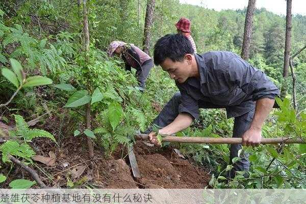 楚雄茯苓种植基地有没有什么秘诀第1张-蔬菜基地绿色种植产业带