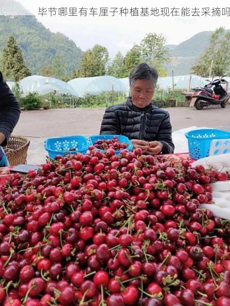 毕节哪里有车厘子种植基地现在能去采摘吗第2张-蔬菜基地绿色种植产业带