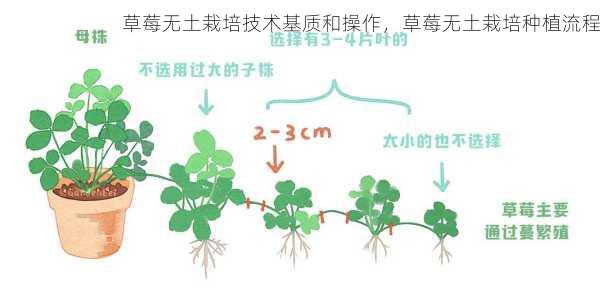 草莓无土栽培技术基质和操作，草莓无土栽培种植流程第1张-蔬菜基地绿色种植产业带