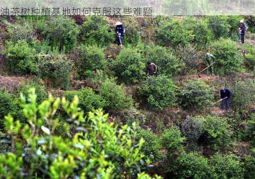 油茶树种植基地如何克服这些难题第2张-蔬菜基地绿色种植产业带