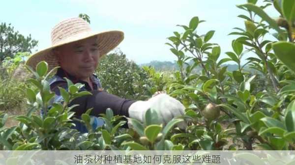 油茶树种植基地如何克服这些难题第1张-蔬菜基地绿色种植产业带