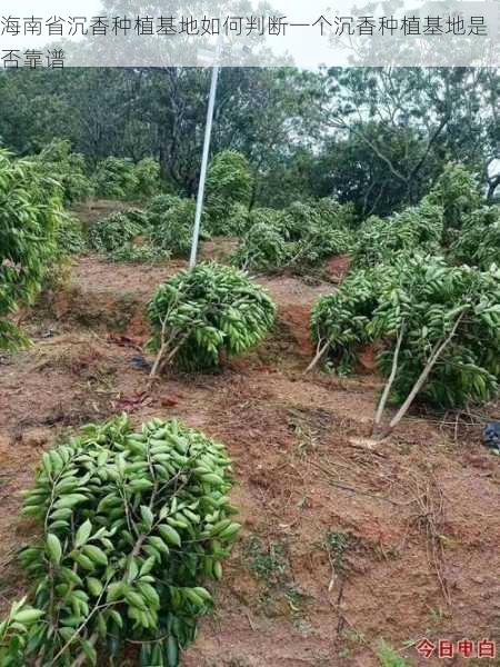 海南省沉香种植基地如何判断一个沉香种植基地是否靠谱第2张-蔬菜基地绿色种植产业带