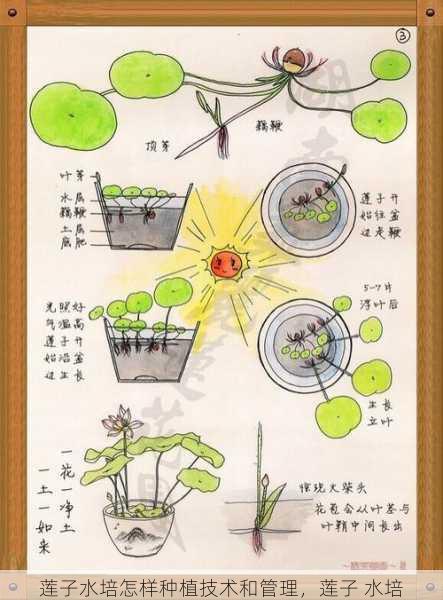 莲子水培怎样种植技术和管理，莲子 水培第1张-蔬菜基地绿色种植产业带