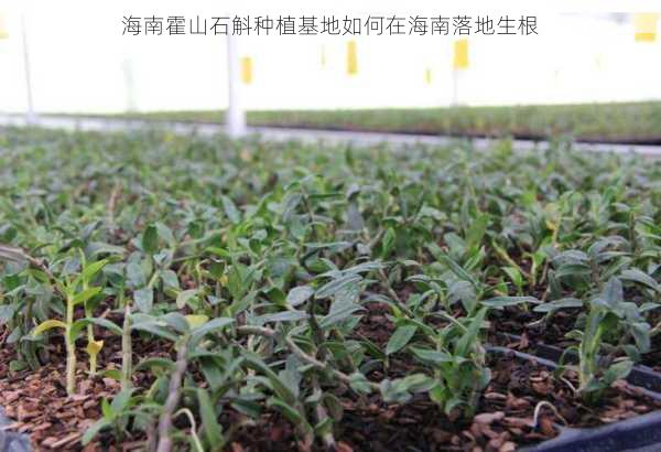 海南霍山石斛种植基地如何在海南落地生根第1张-蔬菜基地绿色种植产业带