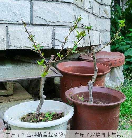 车厘子怎么种植盆栽及修剪，车厘子栽培技术与管理第2张-蔬菜基地绿色种植产业带