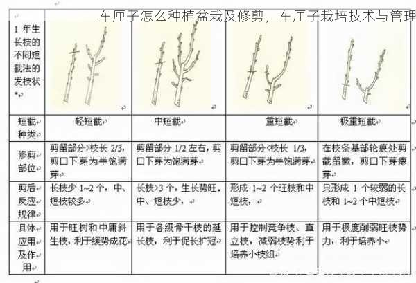 车厘子怎么种植盆栽及修剪，车厘子栽培技术与管理第1张-蔬菜基地绿色种植产业带