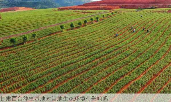 甘肃百合种植基地对当地生态环境有影响吗第2张-蔬菜基地绿色种植产业带