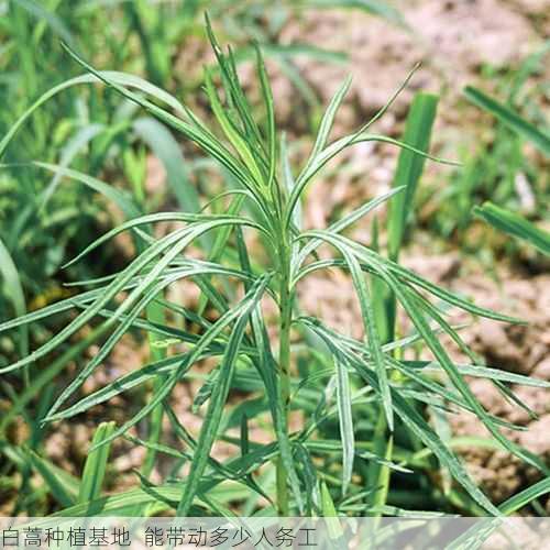 白蒿种植基地  能带动多少人务工第2张-蔬菜基地绿色种植产业带