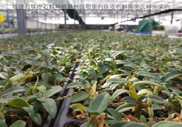 福建有铁皮石斛种植基地吗那里的铁皮石斛是怎么种出来的第2张-蔬菜基地绿色种植产业带