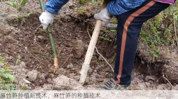 麻竹笋种植新技术，麻竹笋的种植技术第2张-蔬菜基地绿色种植产业带