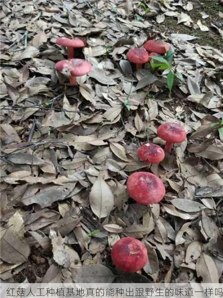 红菇人工种植基地真的能种出跟野生的味道一样吗第2张-蔬菜基地绿色种植产业带