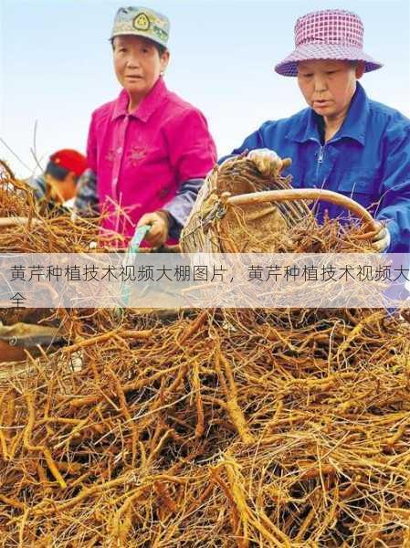 黄芹种植技术视频大棚图片，黄芹种植技术视频大全第1张-蔬菜基地绿色种植产业带