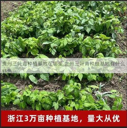 贵州三叶青种植基地在哪里 贵州三叶青种植基地有什么特色第1张-蔬菜基地绿色种植产业带